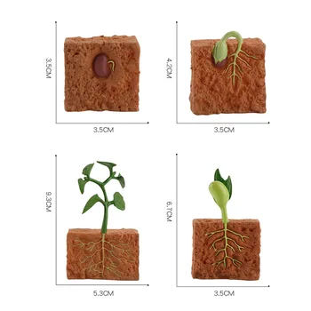 Modeliavimo Gyvavimo Ciklas Žaliųjų Pupelių Augalų Augimo Ciklo Modelis Figūrėlių Kolekcija Mokslo, Švietimo Žaislai Vaikams