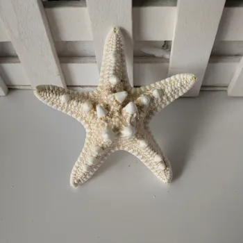 10vnt 5-8cm gamtos žvaigždė Viduržemio jūros regiono Stiliaus 