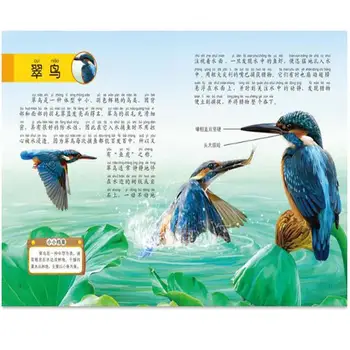 10 Knygų/Pak Iliustruotas Gyvūnų Mini - Encyclopeadia su Pinyin Vaikams Mokytis Kinų Supaprastinta Simbolių