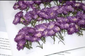 60pcs Paspaudus Džiovintos Raudonos Tagetes patula L. Gėlių, Augalų Herbariumas Papuošalai Telefono dėklas Priėmimo Žyma 