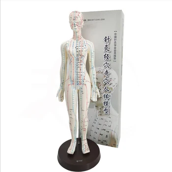 Moterų / Vyrų Akupunktūra Modelis 50cm su Kinijos Taškus ir Bazės PVC Žmogaus Kūno Akupunktūra Modelis Akupunktūra Taškų Modelis