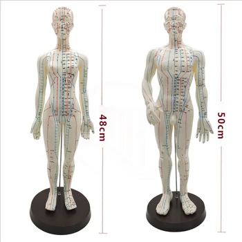 Moterų / Vyrų Akupunktūra Modelis 50cm su Kinijos Taškus ir Bazės PVC Žmogaus Kūno Akupunktūra Modelis Akupunktūra Taškų Modelis