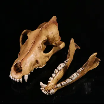 1:1 Realus Tikroviškas Vilko Kaukolė Modeliai Tikroviška Gyvūnų Skeletas Kaukolės Modeliai Siaubo Duomenys Kūrybos Helovinas Namų Puošybai