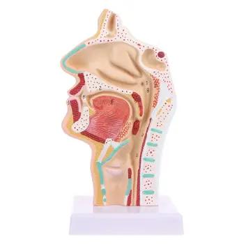 2020 Naujų Žmogaus Anatominių Nosies Ertmę, Gerklės Anatomija Medicininio Modelio Mokymo Priemonė