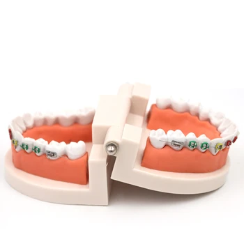 1pc Dantų Ortodontinis Gydymas Modelis Su Orto Metalo Keramikos Laikiklis Arch Vielos Burnos Vamzdelis Ligatura Ryšius Dantų Įrankiai