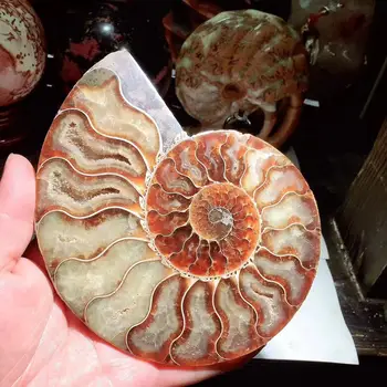 430g Gamtos myli skiltelės sraigė lapų iškastinio ammonite varžtas jade Mineralinių Egzemplioriai, Namų dekoravimo, Dovanų