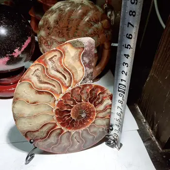 430g Gamtos myli skiltelės sraigė lapų iškastinio ammonite varžtas jade Mineralinių Egzemplioriai, Namų dekoravimo, Dovanų