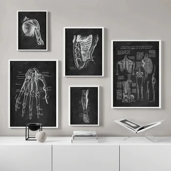 Žmogaus Anatomija Kūrinys Medicinos Sienos Nuotrauka Skeletas Organų Raumenų Sistemos Derliaus Plakatas Drobė Spausdinti Įstaiga Švietimo Tapyba