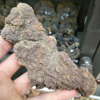 2019 karšto 100g Natūralaus akmens Retas dinozaurų išmatų šūdas iškastinio Madagaskaras Mėšlo fosilijų kolekcijos populiarus gamtos mokslų mokymo