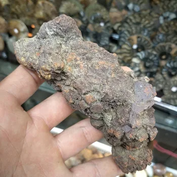 2019 karšto 100g Natūralaus akmens Retas dinozaurų išmatų šūdas iškastinio Madagaskaras Mėšlo fosilijų kolekcijos populiarus gamtos mokslų mokymo