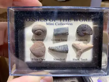Gamtinės iškasenos akmens: pilvakojais/crinoid kamieninių/ammonite/balta moliuskas/Nautiloid /ryklio dantų akmens karoliukai geologijos už kolektorius