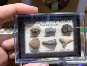 Gamtinės iškasenos akmens: pilvakojais/crinoid kamieninių/ammonite/balta moliuskas/Nautiloid /ryklio dantų akmens karoliukai geologijos už kolektorius
