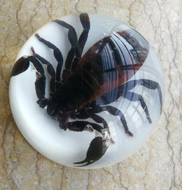 Dirbtinio gintaro įdaryti vabzdžių pavyzdys voras šimtakojis skorpionas gpgb kūrybos dovana, namų 8 lentelė.8x4cm