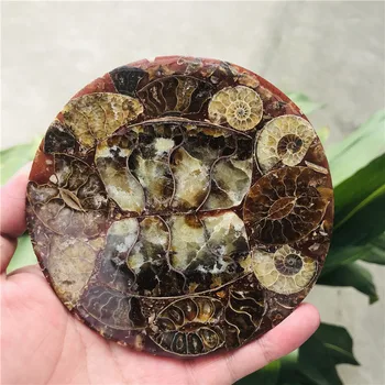 12cm Ammonite Iškastinio Gabalas Plokštė 