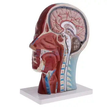 Vidurinės Skyriuje, 1:1 Žmogaus Head & Kaklo Paviršinių Raumenų Nervi Vascularis Švietimo Mokyklos Mokymo Modelį Rinkinys