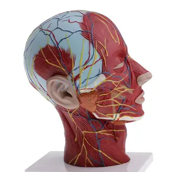 Vidurinės Skyriuje, 1:1 Žmogaus Head & Kaklo Paviršinių Raumenų Nervi Vascularis Švietimo Mokyklos Mokymo Modelį Rinkinys