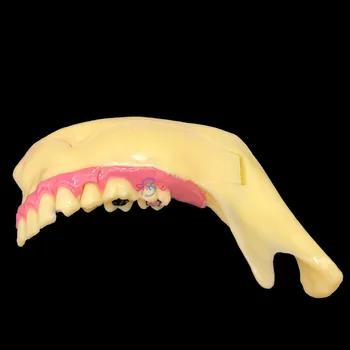 Dantų Keičia Apatinio Žandikaulio Dantų Demonstravimas Paciento Anatomijos Studijų Mokymo Modelį