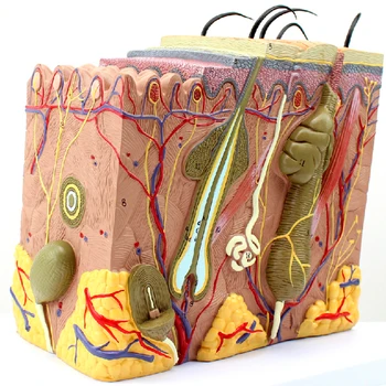 Odos Modelis Dermatologijos Gydytojo, Paciento Bendravimas Modelio Grožio Mikroskopinis Odos žmogaus Anatomijos Modelis