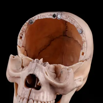 15vnt/set 4D Išardyta Kaukolės Anatomijos Modelis, Nuimamas Medicinos Mokymo Priemonė 24BB