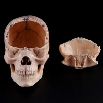15vnt/set 4D Išardyta Kaukolės Anatomijos Modelis, Nuimamas Medicinos Mokymo Priemonė 24BB