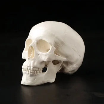 Mini Kaukolė Žmogaus Anatomijos Anatomija Galvos Medicininis Modelis, Patogus 92x99x71mm