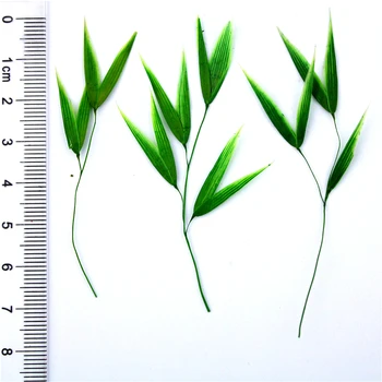 5-8cm/16pcs,Natūralių Presuotų Žalia Bambuko lapai,Amžinas Nekilnojamojo Bambuko, 