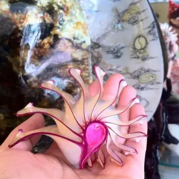 Gamtos myli shell sraigės Filipinų Rose akvariumas namų dekoro dovana, papuošalai vestuvių kolekcija jūros kriauklių filipinai